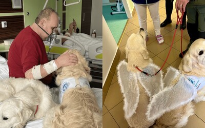 Táto slovenská nemocnica využíva na liečenie svojich pacientov psíky. Amir a Mateo rozdávajú radosť deťom aj dospelým