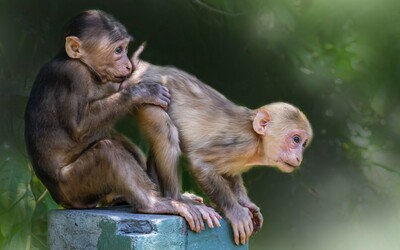 Tento druh opíc preferuje sex s rovnakým pohlavím, podľa vedcov má evolučnú výhodu