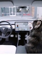 Tesla vyvinula nový mód pro psy, díky němuž mohou oddychovat v klimatizovaném autě, i když si majitelé odběhnou