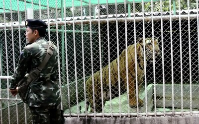 Thajská vláda zachránila tigre z turistickej atrakcie. Desiatky z nich následne uhynuli