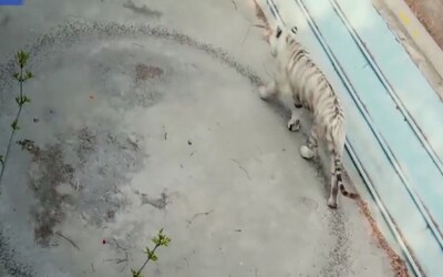 Tygr se bezcílně prochází do kolečka v maličkém výběhu. Smutné video z čínské zoo dojímá lidi