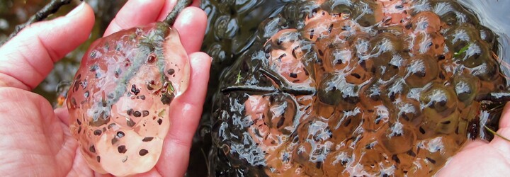 Tiktoker chce vytvořit rybník pro 10 milionů žab. Bizarní kousek může mít závažné dopady na životní prostředí, varují vědci