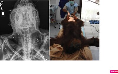 Tínedžeri 74-krát postrelili orangutana a oslepili ho. Za trest musia recitovať modlitby a upratať mešitu