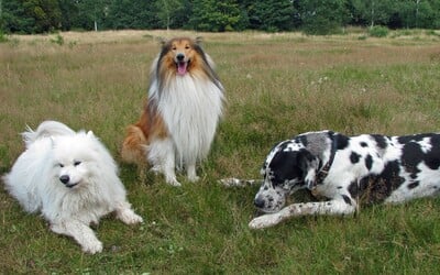 Tohle je 10 nejoblíbenějších psích plemen v Česku. Je mezi nimi i tvůj mazlíček? 
