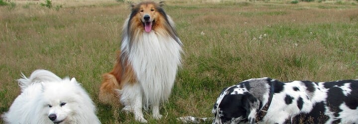 Tohle je 10 nejoblíbenějších psích plemen v Česku. Je mezi nimi i tvůj mazlíček? 
