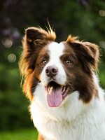 Tohle je 10 psích plemen nejjednodušších na výcvik. Jestli jsi začínající chovatel*ka, tady si vybereš