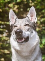 Tohle je 12 nejagresivnějších psích plemen na světě. U některých pomůže výcvik jen částečně