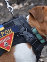 Tohle je pes Patron, ukrajinský válečný hrdina, který našel už 90 bomb