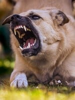 Toto je 12 najagresívnejších psích plemien na svete. U niektorých nemusí pomôcť ani výcvik