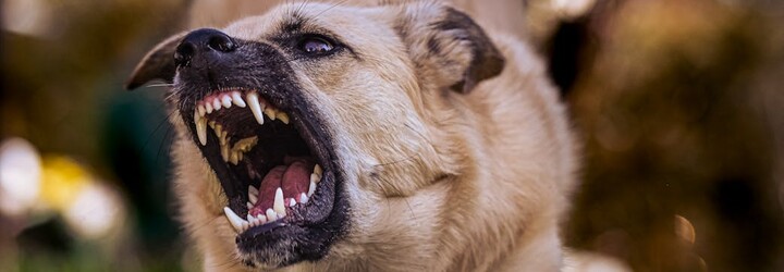 Toto je 12 najagresívnejších psích plemien na svete. U niektorých nemusí pomôcť ani výcvik