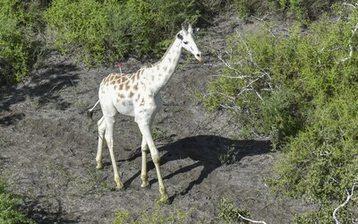 Toto je jediná bílá žirafa na světě. GPS by mělo zajistit, že se jí vyhnou pytláci