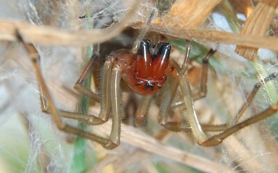 Toto je najjedovatejší pavúk, ktorý žije na Slovensku. Má veľké červené hryzadlá, ktorými dokáže prehryznúť kožu, hovorí expert