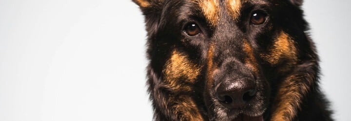 Toto sú najobľúbenejšie mená psov. Nájdeš tu aj svojho miláčika?