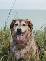 Toto sú najznámejšie veľké plemená psov (PREHĽAD)