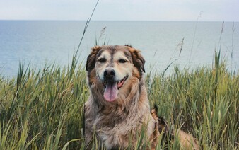 Toto sú najznámejšie veľké plemená psov (PREHĽAD)