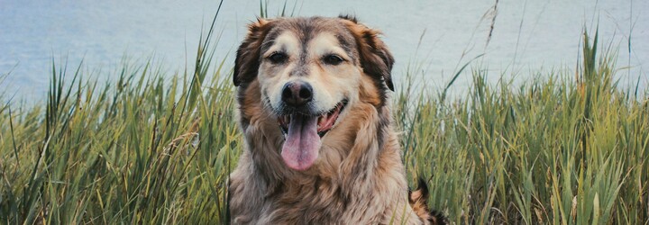 Toto sú najznámejšie veľké plemená psov (PREHĽAD)