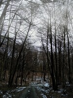 Tribeč: Najtajomnejší les na Slovensku, ktorý vzal už niekoľko ľudských životov bez vysvetlenia