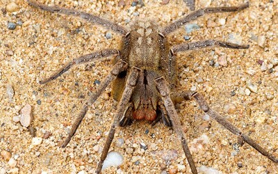 Trpíš arachnofobií? Neklikej! Vědecký tým v Austrálii objevil fosiílii „gigantického“ pavouka
