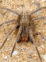 Trpíš arachnofobií? Neklikej! Vědecký tým v Austrálii objevil fosilii „gigantického“ pavouka