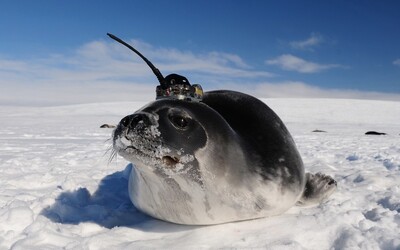 Tuleni s anténami na hlavách prozkoumali díru v antarktickém ledu velkou jako 10 Českých republik