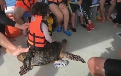 Turistka veselo jazdila na kriticky ohrozenej korytnačke v Malajzii. Znechutila tisícky ľudí, už ju začali vyšetrovať
