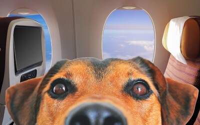 Týchto 5 leteckých spoločností ti dovolí vziať si domáce zvieratko na palubu. Aké dokumenty potrebuješ a koľko to stojí?
