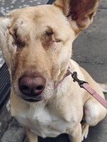 Týraná sučka, ktorú 17-krát postrelili a tehotnú vyhodili na ulicu, momentálne pracuje ako psí terapeut