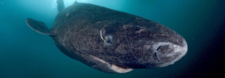 U Karibiku byl nalezen živý žralok grónský. Může být starý až 500 let