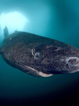 U Karibiku byl nalezen živý žralok grónský. Může být starý až 500 let