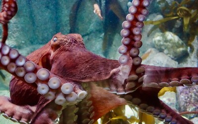 U chobotnic po spáření dochází k mentální retardaci. Může za to cholesterol, tvrdí nová studie