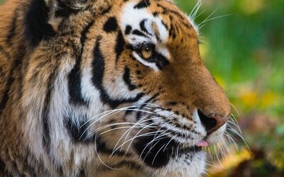 U tygra potvrdili koronavirus, nakazil ho zřejmě pracovník zoo