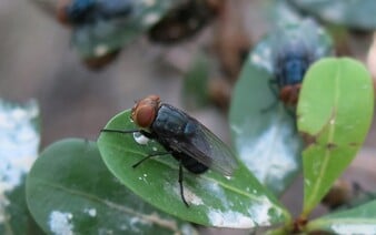 USA potvrdili prvý prípad človeka infikovaného mäso požierajúcim parazitom. V okolitých štátoch je tento hmyz premnožený