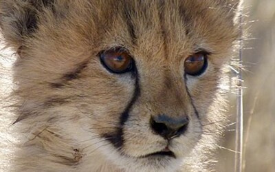 Ústecká zoo musela kvůli nemoci utratit obě mláďata geparda štíhlého