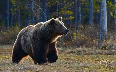 Útok medvěda na Slovensku: Zvíře pronásledovalo dva lidi, ženu našli mrtvou