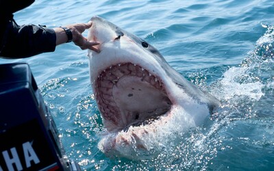 Útok žraloka v oblíbené destinaci českých turistů. Jeden člověk zemřel, další je zraněný