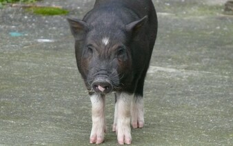 Utratený dobytok na Slovensku budú zakopávať. Štát má na výber štyri lokality