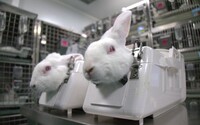 Utrpení a jistá smrt. Testování kosmetiky na zvířatech pokračuje, ochránci viní Soudní dvůr EU