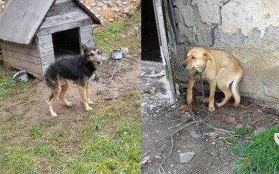 Už 40-tisíc Slovákov podpísalo petíciu proti držaniu psov na reťazi