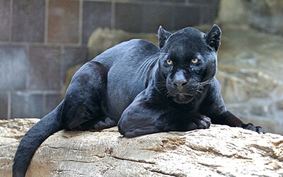 V Afrike po 110 rokoch odfotili kriticky ohrozeného čierneho pantera