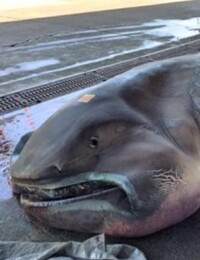V Afrike objavili extrémne vzácneho žraloka s ústami cez pol hlavy. Miestni ho zabili a predali za 20 eur na trhu