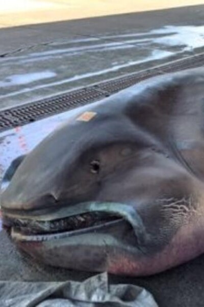 V Afrike objavili extrémne vzácneho žraloka s ústami cez pol hlavy. Miestni ho zabili a predali za 20 eur na trhu