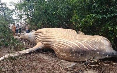 V Amazonskom pralese našli mŕtvu veľrybu. Biológovia rozmýšľajú, ako sa tam zviera zatúlalo