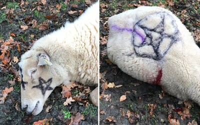 V Anglicku na telá dobodaných oviec nasprejovali pentagram, kostol označili číslom 666