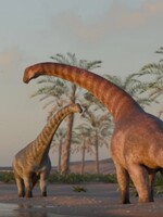 V Argentíne objavili nový druh dinosaura. Bol veľký asi ako autobus, žil pred 78 miliónmi rokov