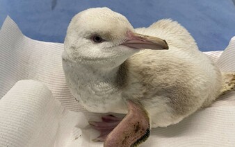 V Austrálii našli bílého tučňáka. Trpí vzácnou mutací