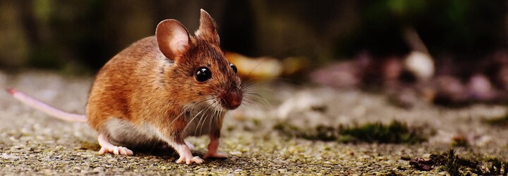V Austrálii se přemnožily miliony myší, lezou lidem do postelí a koušou je ve spánku. Vyhubit je chtějí extra silným jedem