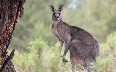 V Austrálii zabila divoká kengura muža, ktorý ju držal v zajatí. Polícia musela počas záchrany zviera zastreliť