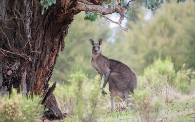 V Austrálii zabila divoká kengura muža, ktorý ju držal v zajatí. Polícia musela počas záchrany zviera zastreliť
