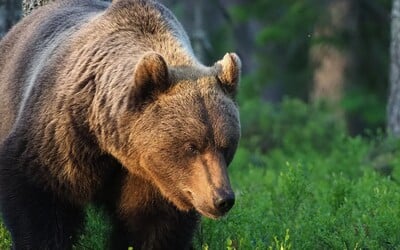 V Beskydech se pohybuje medvěd. Má kolem 100 kilogramů, vedení obce nabádá k opatrnosti