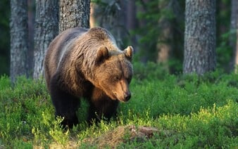 V Beskydech se pohybuje medvěd. Má kolem 100 kilogramů, vedení obce nabádá k opatrnosti